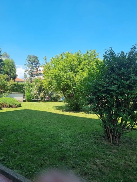 Sunny garden with lush green lawn, mature trees, and buildings visible in background under clear blue sky