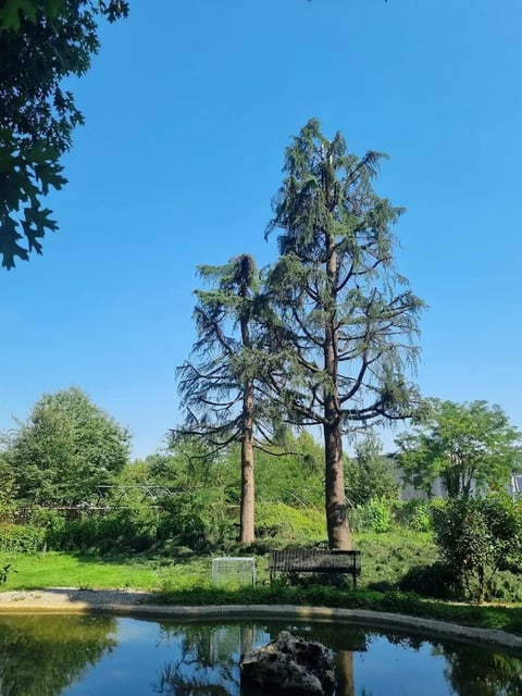 Tall bald cypress tree standing by a pond with surrounding green vegetation and blue sky